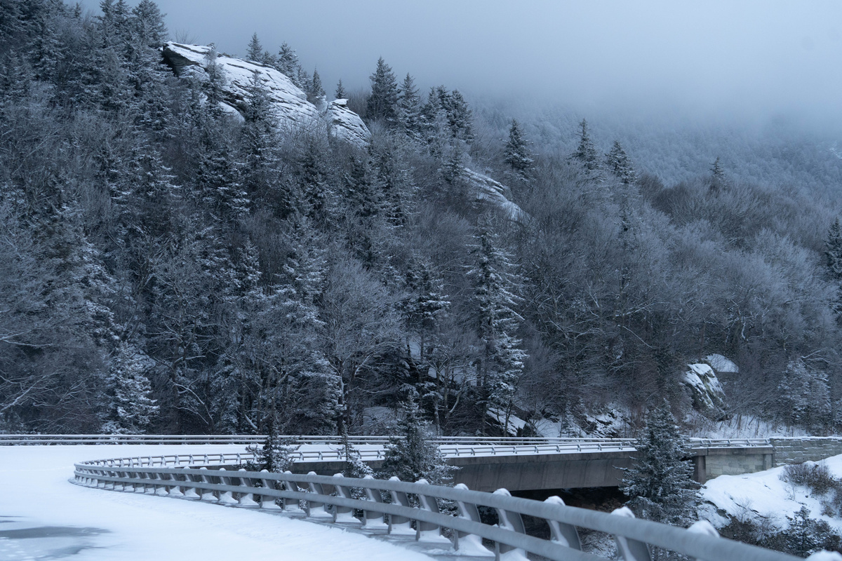 Snow Covered Trees