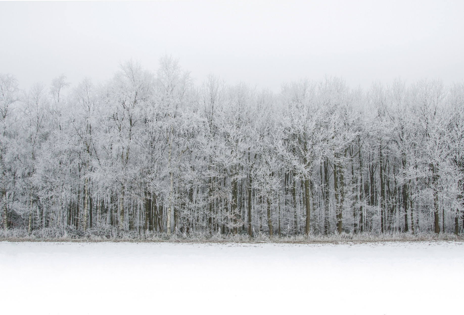 Snow in the Forest